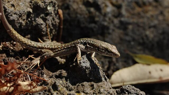 Close-up of Sicilian wall lizard crawling on rocks. Wild reptile is on textured surface in sunlight. High angle view of Italian fauna on sunny day.