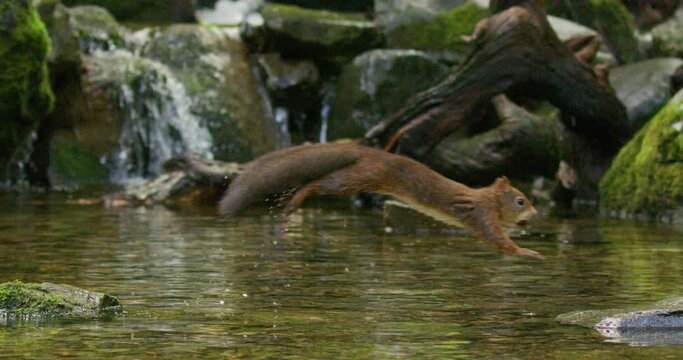 Red squirrel jump from rock to rock with a nut in the mouth