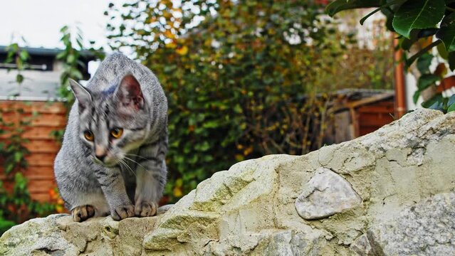Junge Katze leckt Pfote und geht weiter