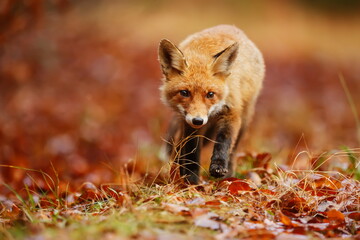 male red fox (Vulpes vulpes) in the forest with autumn colours