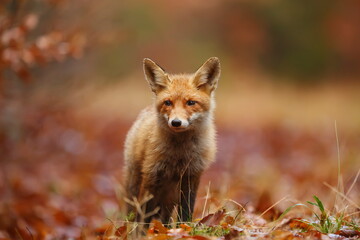 male red fox (Vulpes vulpes) in the forest with autumn colours