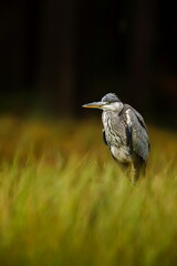 grey heron (Ardea cinerea) guarding the prey
