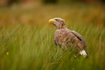 female White-tailed eagle (Haliaeetus albicilla) in the tall grass by the lake