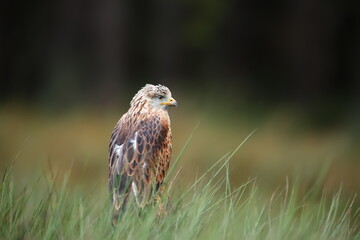 The black kite (Milvus migrans) in the tall grass sitting on a tree trunk