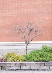 Vertical shot of a small willow tree with willow buds near an orange brick wall
