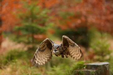 male Eurasian eagle-owl (Bubo bubo) in flight in the forest