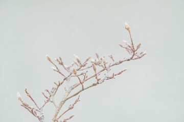 Small willow tree with willow buds on a gray wall background