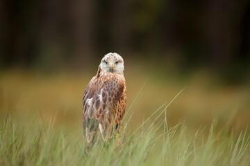 The female black kite (Milvus migrans) in the tall grass sitting on a tree trunk
