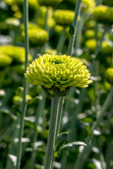 Buds of chrysanthemum flowers in green close-up. Plantation of cultivated flowers. Israel