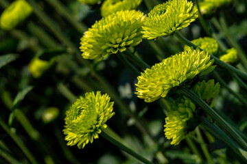 Buds of chrysanthemum flowers in green close-up. Plantation of cultivated flowers. Israel