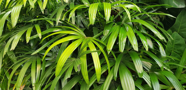 closeup nature view of green leaf and palms background. tropical plants, tropical leaf