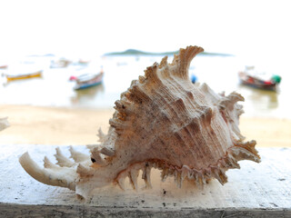 Sea shells on the beach ocean side