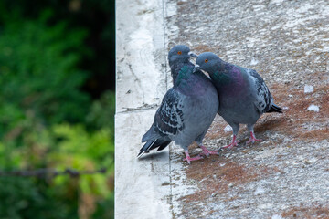 Fototapeta premium a pair of pigeons (Columba livia) mating on top of the roof of a building in Athens, Greece.