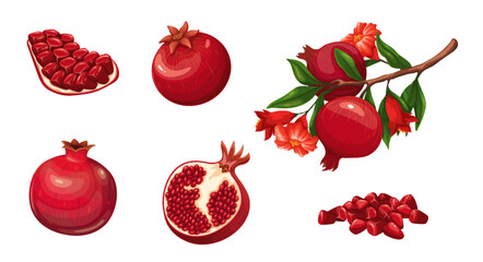 Pomegranate red fruit with seeds set vector illustration. Cartoon isolated whole exotic pomegranates in peel and cut in half and slices, growing tree branch with leaf, blossoms and organic harvest - obrazy, fototapety, plakaty