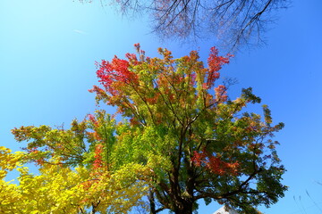 田舎の風景　いつもそばにある自然