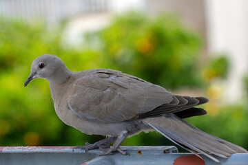 a dove on the balcony of a building in Athens, Greece. The Eurasian collared dove (Streptopelia decaocto) is a dove species native to Europe and Asia