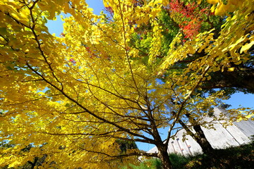田舎の風景　いつもそばにある自然