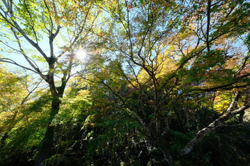 Fototapeta premium 田舎の風景 いつもそばにある自然