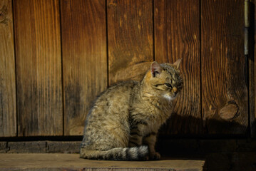 A cat of a traditional color sits on a paroge of a wooden house. Basking in the setting sun.