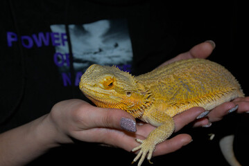 Yellow agama lizard in the arms.