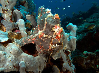 Fototapeta na wymiar A Painted frogfish on a grey soft coral Boracay Island Philippines