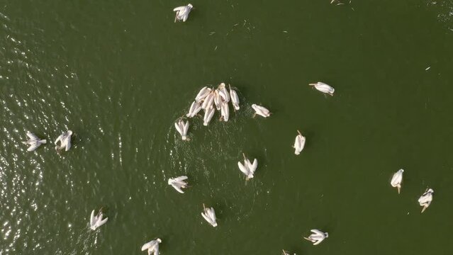 Swimming pelicans making stopover to eat fish - Mishmar Hasharon reservoir Israel