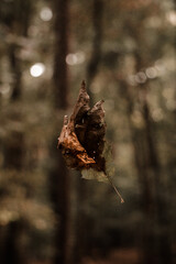 Vertical of a floating dry leaf in the forest in autumn.