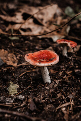 Vertical of a russula mushroom growing in the forest.