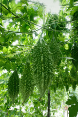 Fototapeta na wymiar Bitter gourd or bitter cucumber growing on the plant.