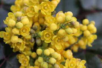close up of a oregon grape plant with yellow flowers