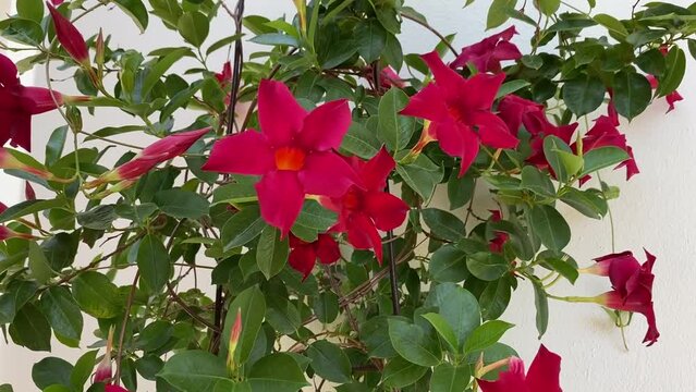 Red Mandevilla flowers beautiful tropical plant in  garden. 
