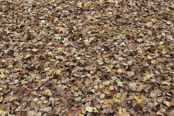 autumn leaves on the ground