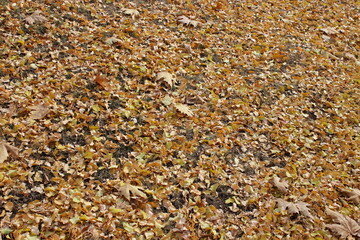 autumn leaves on the ground