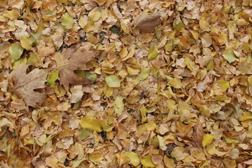 autumn leaves on the ground