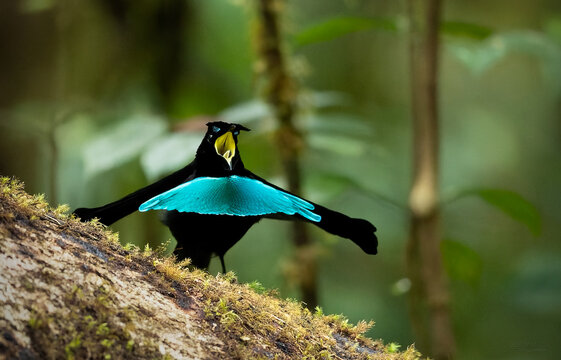 Closeup Shot Of A Greater Lophorina On The Blurry Background