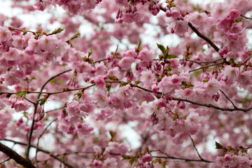 Obraz premium Blossom pink Sakura on a blurred unfocussed natural background. Selective focus