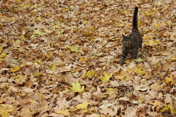 portrait of a tabby cat with autumn leaves background