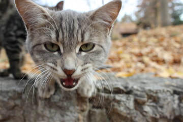 close up portrait of a tabby cat - open mouth