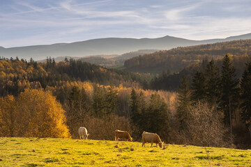 in the Bóbr Valley in the surrondings of Jelenia Góra in Poland in a sunny day in autumn, mountain landscape © magdagalkiewicz