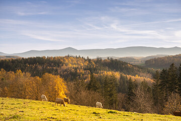 in the Bóbr Valley in the surrondings of Jelenia Góra in Poland in a sunny day in autumn, mountain landscape © magdagalkiewicz