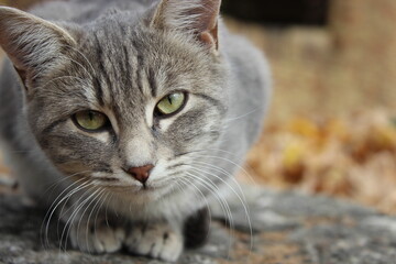 close up portrait of a tabby cat