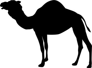 Camel Animal Silhouette