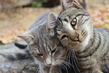 friends forever two tabby cats