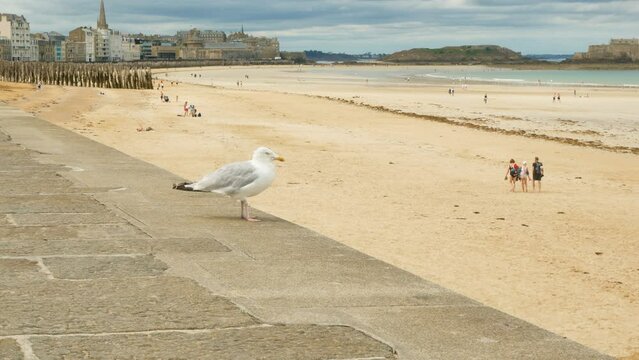 Seagull pearched on the beautiful promenade of Saint Malo, Brittany, France. On the right the beach and the atlantic ocean. The historical centre of the city on the background, with dramatic sky.