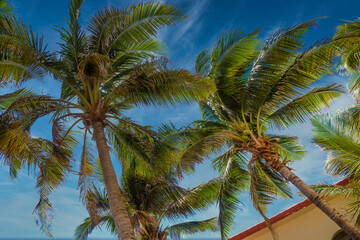 Palms on a sunny day in Playa del Carmen, Yukatan, Mexico