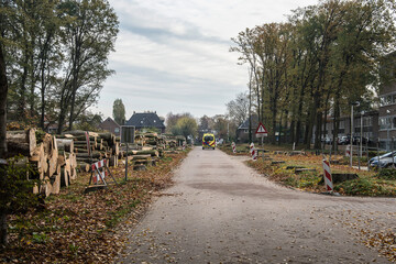 the beeches of an avenue near the Doetinchem hospital have been cut, because they are dying from...
