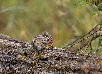 Cute Chipmunk in Wyoming in Autumn