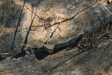 The background of a cut tree trunk. Sawn tree trunk. Wooden dark surface with cracks. A tree stump.