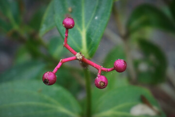 Pink purple berries or flower buds of Medinilla Speciosa or as known as Parijoto, Malaysian Orchid, or Medinilla Magnifica 
