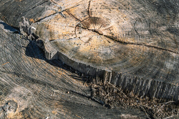 The background of a cut tree trunk. Sawn tree trunk. Wooden dark surface with cracks. A tree stump.